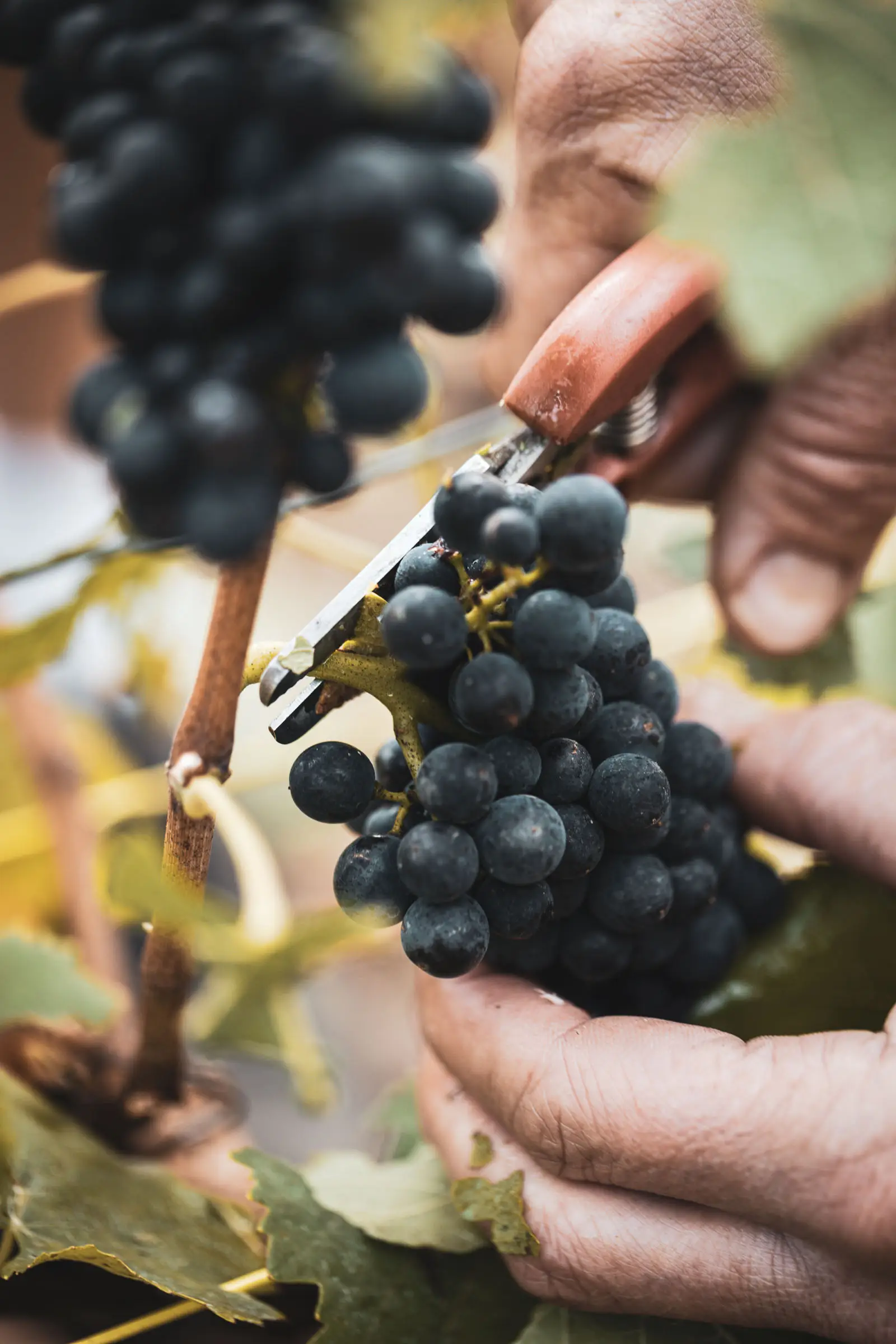 Pinot noir - Maison Redon – Récoltant-Manipulant à Trépail, Montagne de Reims