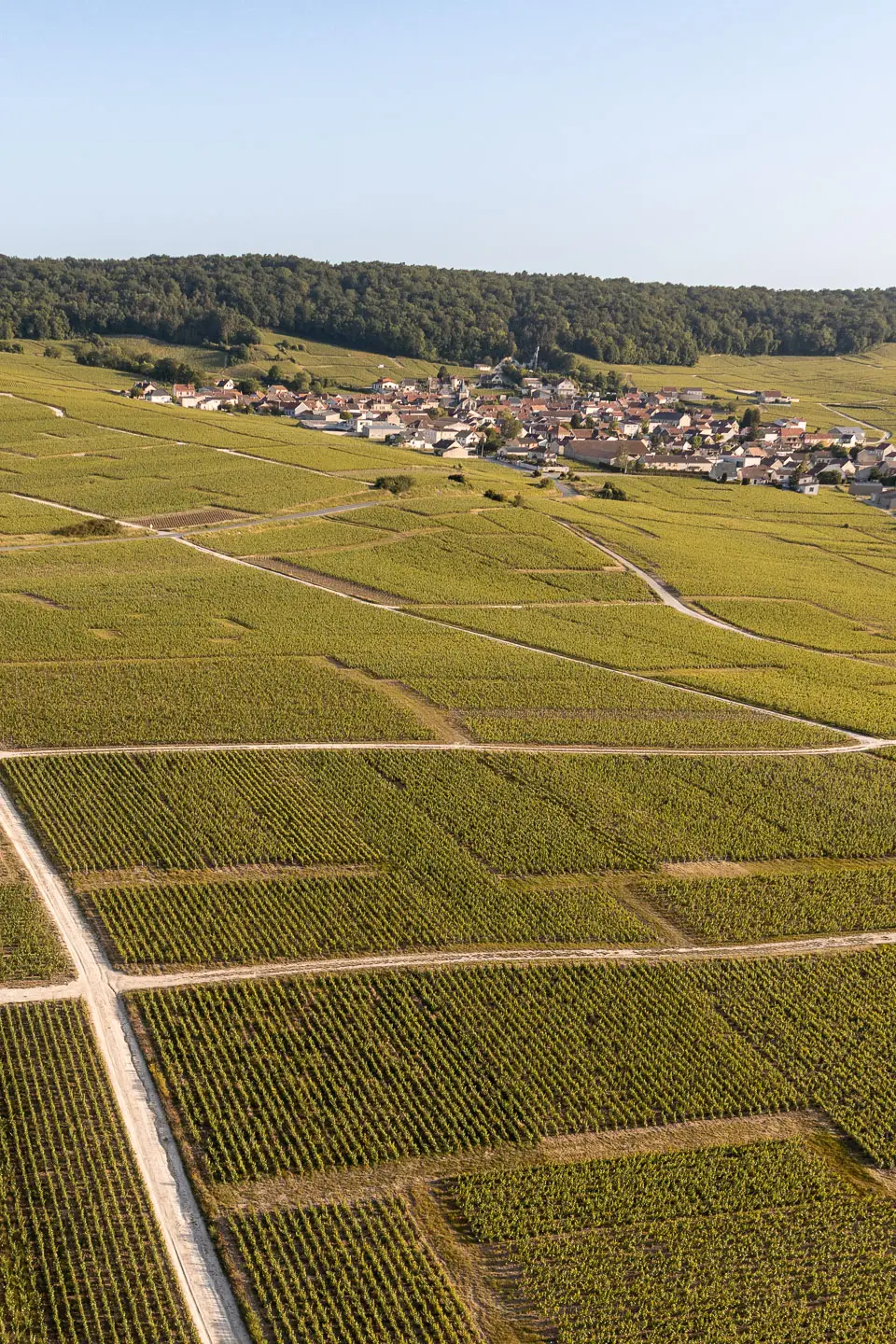 Terroir de Trépail, vignes sur coteaux crayeux